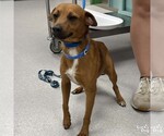 Small #2 Chihuahua Mix