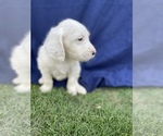 Small #5 English Setter-Goldendoodle Mix