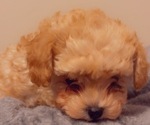 Small Photo #6 Poodle (Toy) Puppy For Sale in HOLLYWOOD, MD, USA