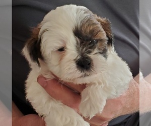 Zuchon Puppy for sale in WOOD DALE, IL, USA