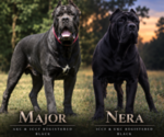 Small Cane Corso