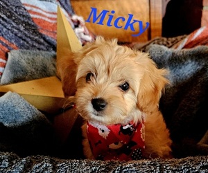 Cavachon-Cavapoo Mix Puppy for Sale in FREWSBURG, New York USA