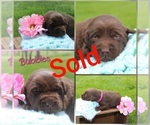 Small Photo #6 Labrador Retriever Puppy For Sale in ELIZABETHTOWN, PA, USA