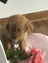 Small Photo #7 Golden Retriever Puppy For Sale in ALTONA, IN, USA