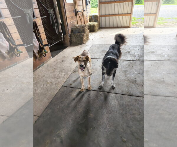 Medium Photo #3 Mutt Puppy For Sale in Garden City, NY, USA