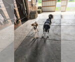 Small #2 Mutt