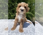 Small #9 Goldendoodle (Miniature)