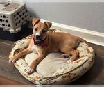 Small #1 Black Mouth Cur Mix