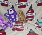 Puppy Hanns Poodle (Toy)