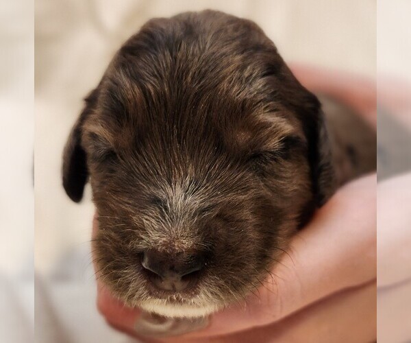 Medium Photo #6 F2 Aussiedoodle Puppy For Sale in COLUMBIA, TN, USA