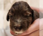Small #5 F2 Aussiedoodle