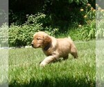 Small #2 Golden Retriever