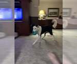 Small #8 Border Collie