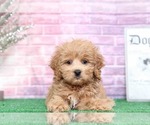 Small Photo #6 Cavapoo Puppy For Sale in BEL AIR, MD, USA