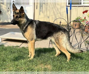 German Shepherd Dog-Unknown Mix Dogs for adoption in Farmington, MN, USA