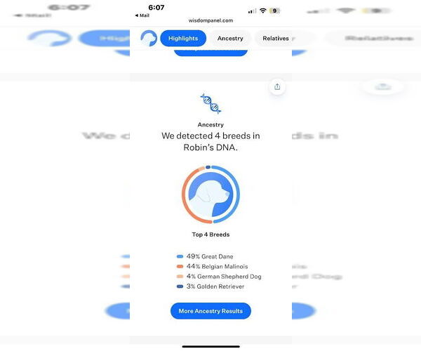 Medium Photo #2 Great Dane-Unknown Mix Puppy For Sale in Bullard, TX, USA