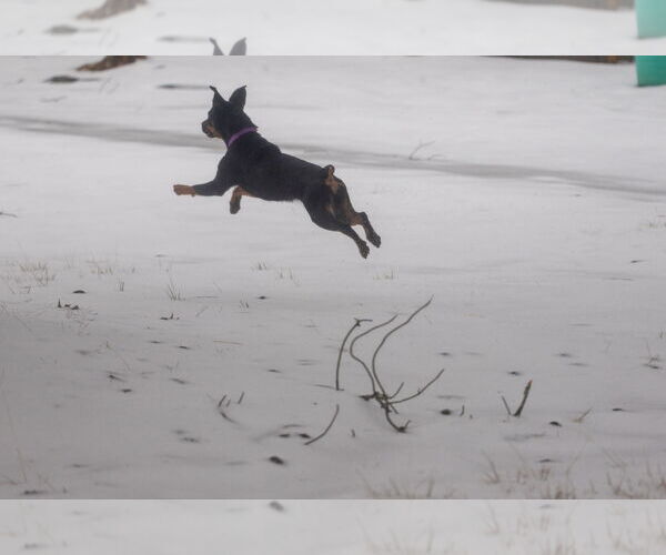 Medium Photo #3 Rottweiler Puppy For Sale in Aurora, OH, USA