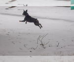 Small #2 Rottweiler