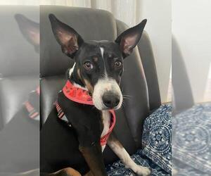 Basenji-Parson Russell Terrier Mix Dogs for adoption in Sacramento, CA, USA