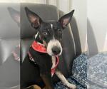 Small Basenji-Parson Russell Terrier Mix