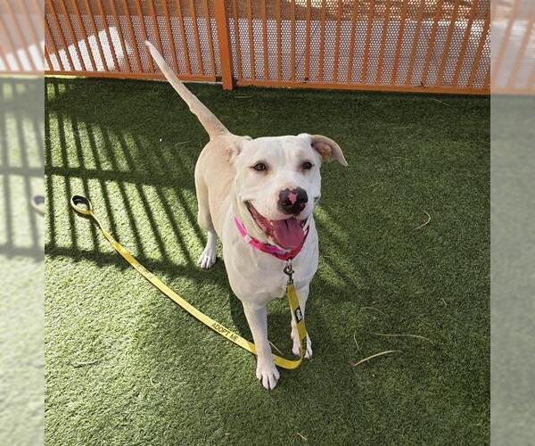 Medium Photo #1 Labrador Retriever-Unknown Mix Puppy For Sale in Las Vegas, NV, USA