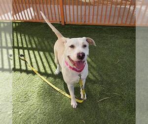 Labrador Retriever-Unknown Mix Dogs for adoption in Las Vegas, NV, USA