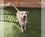*SERENA - Female Labrador Retriever-Unknown Mix Dog for Adoption - Small photo