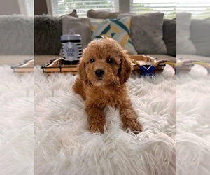Cockapoo Puppy for sale in INDIANAPOLIS, IN, USA