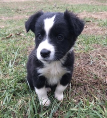 Miniature Australian Shepherd Puppy for sale in TRENTON, GA, USA