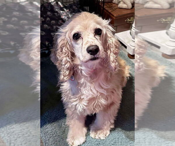 Medium Photo #3 Cocker Spaniel Puppy For Sale in Brights Grove, Ontario, Canada