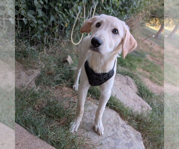 Medium Photo #4 Labrador Retriever-Unknown Mix Puppy For Sale in Vail, AZ, USA