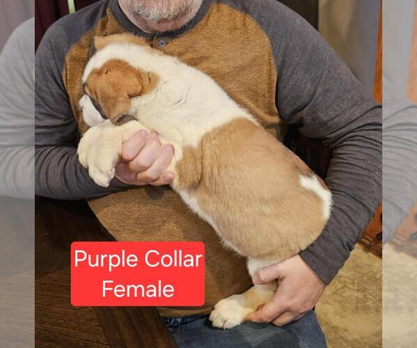 Medium Photo #2 Saint Bernard Puppy For Sale in BERESFORD, SD, USA