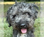 Small Shih Tzu Mix
