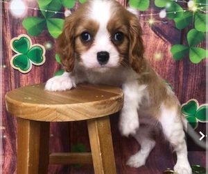 Cavalier King Charles Spaniel Puppy for Sale in ROWLETT, Texas USA