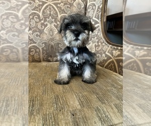 Schnauzer (Miniature) Puppy for sale in THE ROCK, GA, USA