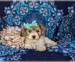 Small Photo #5 Poodle (Toy) Puppy For Sale in NOTTINGHAM, PA, USA