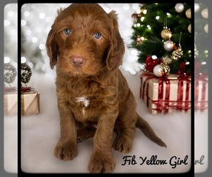 Goldendoodle (Miniature) Puppy for sale in ORANGE PARK, FL, USA