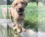 Small #7 Golden Retriever Mix