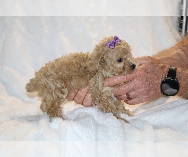 Medium Photo #32 Poodle (Toy) Puppy For Sale in DYERSBURG, TN, USA