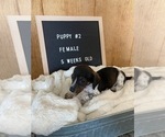 Small Photo #5 Chiweenie Puppy For Sale in CONCORDIA, MO, USA