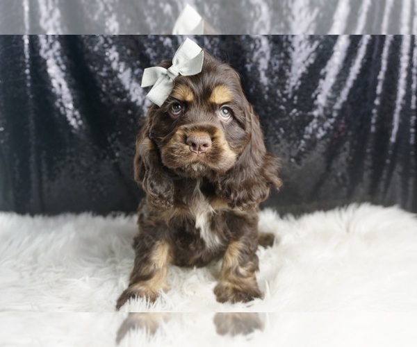 Medium Photo #84 Cocker Spaniel Puppy For Sale in WARSAW, IN, USA