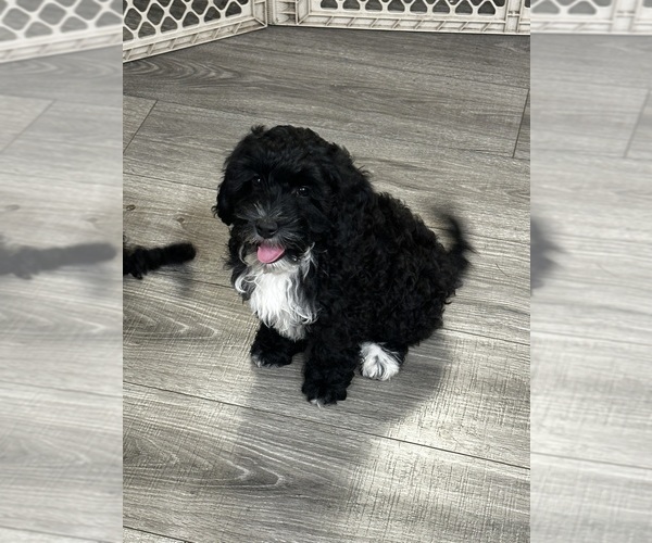 Medium Photo #2 Cavapoo (Miniature) Puppy For Sale in MEDFORD, OR, USA