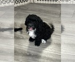 Small #1 Cavapoo (Miniature)