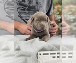 Small Photo #11 Labrador Retriever Puppy For Sale in ELMA, WA, USA