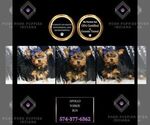 Puppy Apollo Yorkshire Terrier