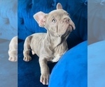 Small #3 French Bulldog