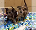 Small #1 Catahoula Leopard Dog Mix