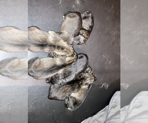 German Shepherd Dog-Siberian Husky Mix Dog for Adoption in NEWFIELD, New York USA