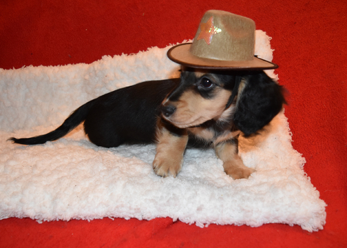 Medium Photo #14 Dachshund Puppy For Sale in BENTON, AR, USA