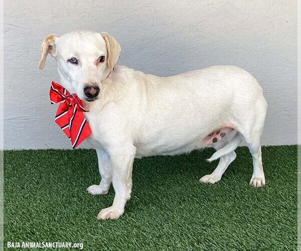 Medium Photo #3 Dachshund-Labrador Retriever Mix Puppy For Sale in San Diego, CA, USA